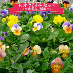 https://thumbnail.image.rakuten.co.jp/@0_mall/auc-gifuryokuen/cabinet/2010-09/4455.jpg