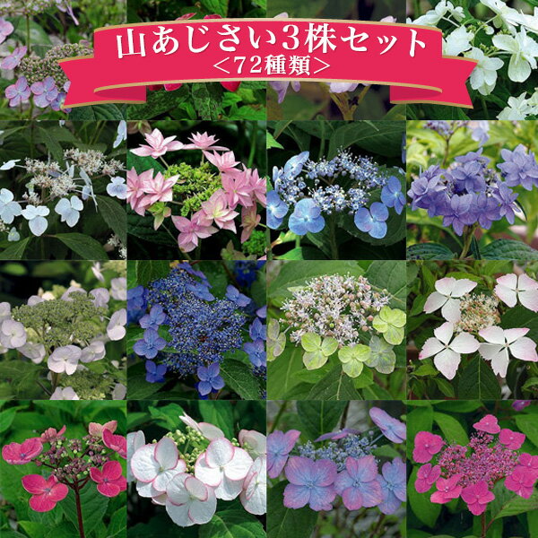 山あじさい アジサイ あじさい 紫陽花 3株セット！芽が出始めた花苗 販売 通販 種類