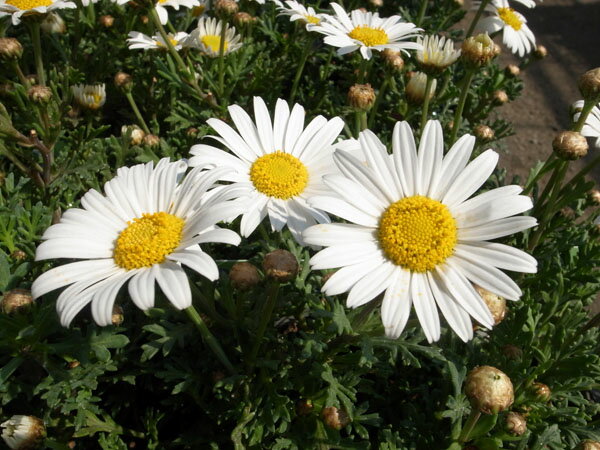 シャスターデージーの育て方 花後の管理や植え付けのポイントを解説 2ページ目 Botanica