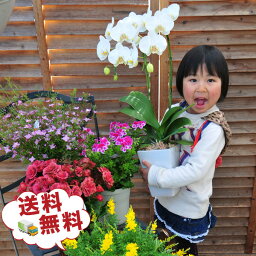 デンドロビウム 花の鉢植え デンドロビューム シンピジュームなどが入る季節の鉢花 福袋 鉢植えセットお母さん 誕生日 プレゼント お歳暮 花 ギフト 入学式 お祝い お正月 販売 通販 種類【花 ギフト 鉢】【鉢植え 花 ギフト】【フラワー ギフト】