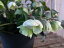 クリスマスローズ ウインターベル 5号サイズ 鉢植え/高さ30cm/ベルのように咲き誇る花/販売/通販/種類