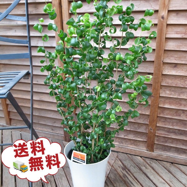 観葉植物