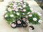 マーガレット 花 コメットピンク スタンド仕立て 花芽付 3.5号サイズの鉢植えで高さ25cmセンチ 鉢花