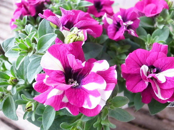 ペチュニア ジュリエット パープルデュエット 3.5号苗 新品種 花芽付 八重咲き