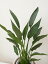 ストレリチア レギネ 送料無料 観葉植物 6号サイズ 鉢植え 高さ70cmセンチ