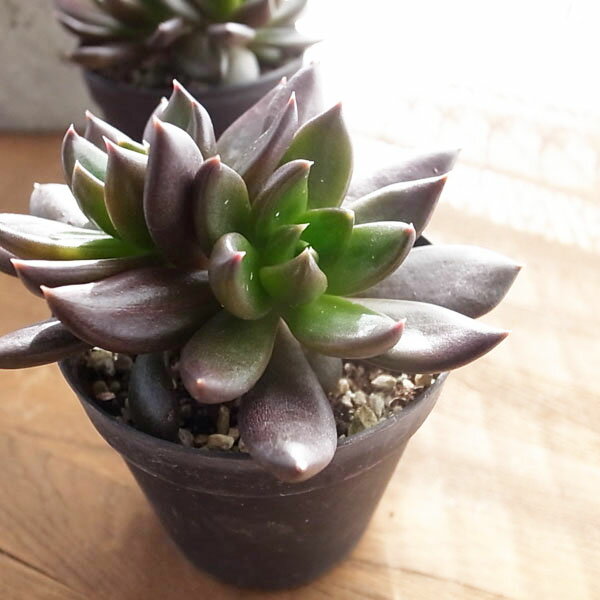 多肉植物 エケベリア 黒 ブラックプリンセス くろすけ 2.5号サイズ タニクショクブツのサムネイル