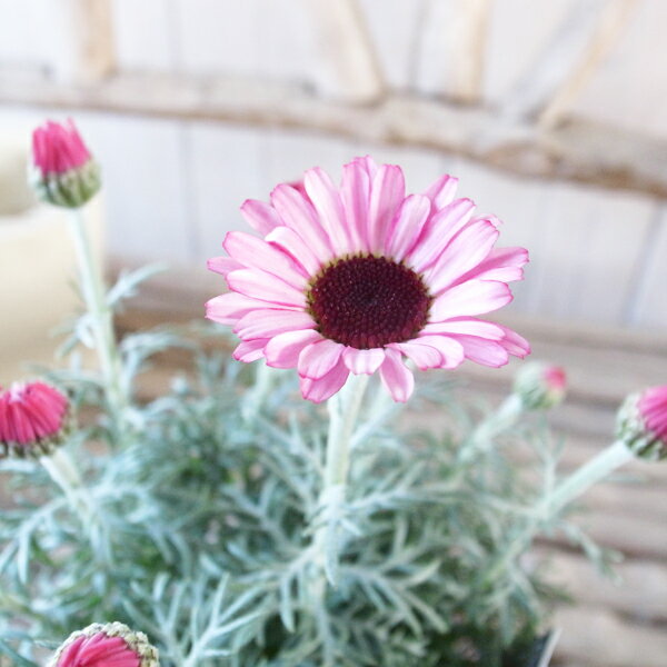 ローダンセマム リルピンク 花芽付 3.5号サイズ 苗 耐寒性多年草 花色が色褪せない 次々咲く花で春の寄せ植え等にも人気のサムネイル