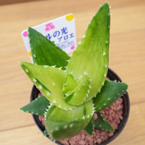 アロエ ホタルの光 3号サイズ 鉢植え 多肉植物 葉型が面白いレア品種 タニクショクブツのサムネイル