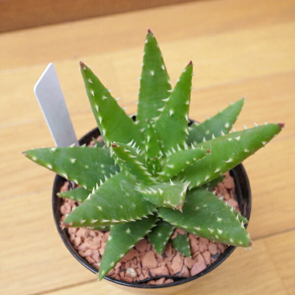 アロエ クロスビー 3号サイズ 鉢植え 多肉植物 葉型が面白いレア品種 タニクショクブツのサムネイル