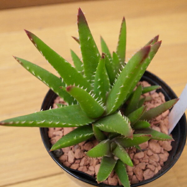 アロエ ゼブリナ 3号サイズ 鉢植え 多肉植物 葉型が面白いレア品種 タニクショクブツのサムネイル