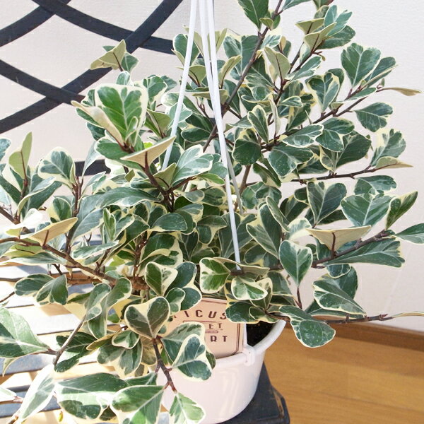フィカス トライアンギュラリス スイートハート 5号サイズ 吊り鉢 鉢植えで高さ25cmセンチ程 観葉植物のサムネイル
