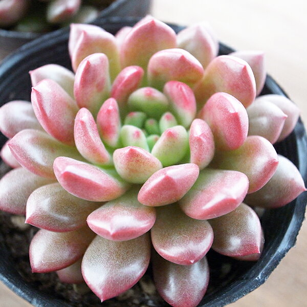 グラププトベリア ピンクルビー 2.5号サイズ 苗 多肉植物 タニクショクブツのサムネイル