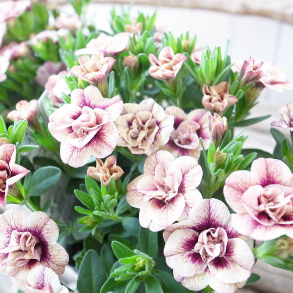 カリブラコア 苗 ティフォシー アンティーク No75 3.5号サイズ 新品種 半耐寒性多年草　ペチュニア 八重咲きのサムネイル