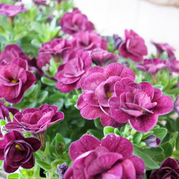 カリブラコア 苗 ティフォシー アンティーク パープル 紫 No11 3.5号サイズ 新品種 半耐寒性多年草 夏の花 おしゃれ ペチュニア 八重咲き