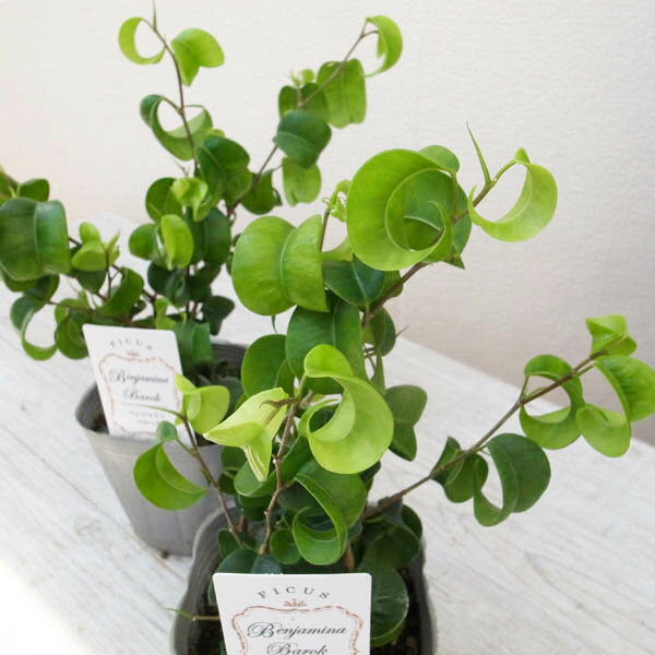 ベンジャミン フィカス ベンジャミナ バロック 3号サイズ 観葉植物 苗 光沢あるカールした葉 室内インテリア グリーン 緑