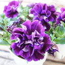 ペチュニア 苗 ジュリエット パープルフラッシュ 3.5号サイズ 花芽付 八重咲 花 半耐寒性多年草 紫