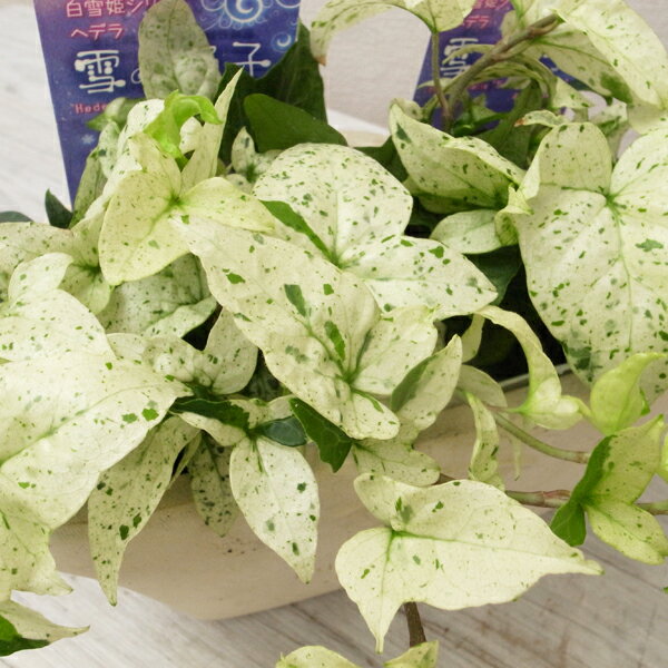 ヘデラ 苗 へリックス 雪の踊子 新品種 希少種 アイビー 3号サイズ 観葉植物 室内インテリア 常緑蔓性低木のサムネイル
