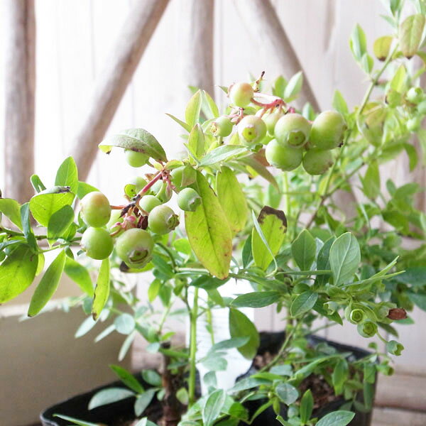 実付 ブルーベリー 苗木 サザンハイブッシュ系 サンシャインブルーのサムネイル