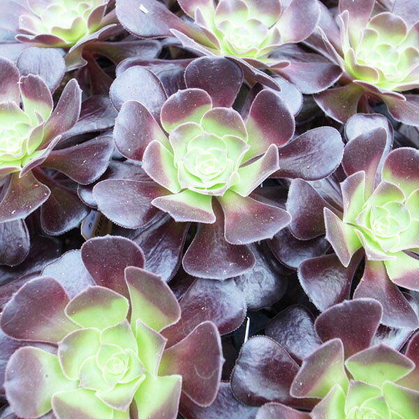 黒法師 アエオニウム カシミアバイオレット 苗 黒々した艶葉が魅力 クロホウシ 多肉植物のサムネイル