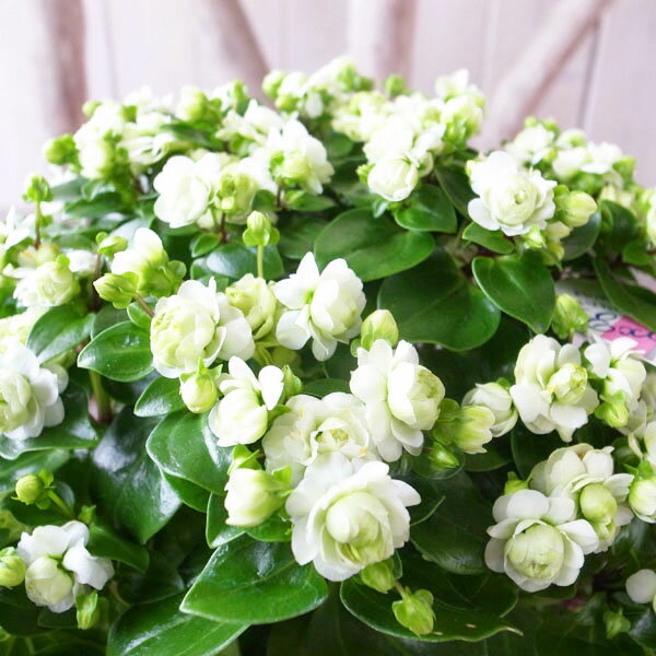 エキザカム ロココ ホワイト 5号サイズ 鉢植えのサムネイル