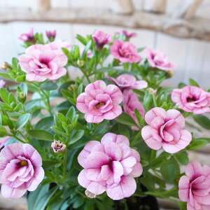 カリブラコア 苗 ティフォシー エレガンス パープル ピンク E04 3.5号サイズ 新品種 花芽付 夏の花 おしゃれ ペチュニア 八重咲き