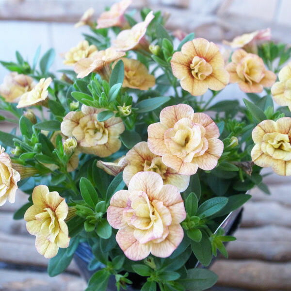 カリブラコア 苗 ティフォシー エレガンス E06 オレンジ イエロー 3.5号サイズ 新品種 花芽付 夏の花 おしゃれ ペチュニア 八重咲き