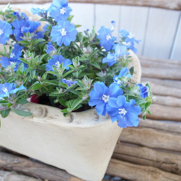 アメリカンブルー 苗 ブルーコーラル 3号サイズ 花芽付 青色の花のサムネイル