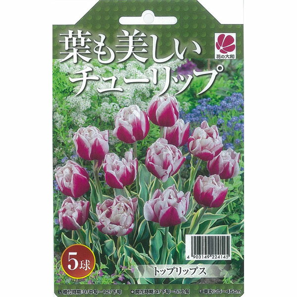 チューリップ 球根 葉も美しいチューリップ トップリップス 5球セット NEWのサムネイル