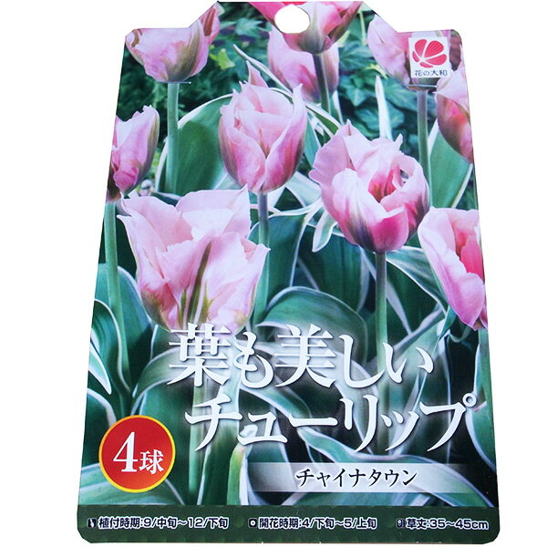 【9/27より発送】チューリップ 球根 葉も美しいチューリップ チャイナタウン 5球セット NEWのサムネイル