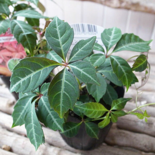 ヘンリーヅタ 3号サイズ 苗 ヘンリー ツタ つる植物のサムネイル