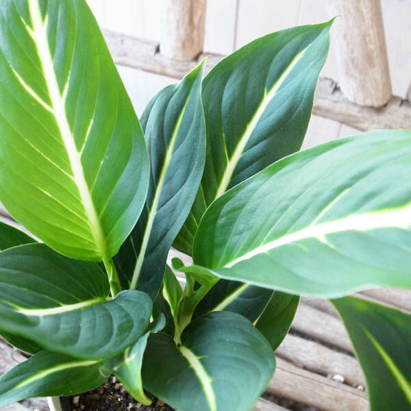 観葉植物 デフェンバキア ホワイトマジック 4号サイズ鉢植え 白い一筋の線とグリーンの葉