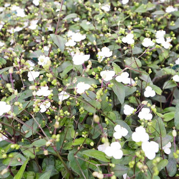 ブライダルベール 鉢花 5号サイズ 吊り鉢 花芽付 白い小花 ホワイト 常緑匍匐性多年草 販売 通販 種類