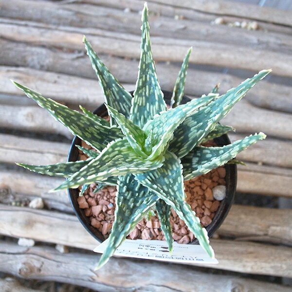 ハイブリッド アロエ 3号サイズ 鉢植え 多肉植物 タニクショクブツ 観葉植物のサムネイル