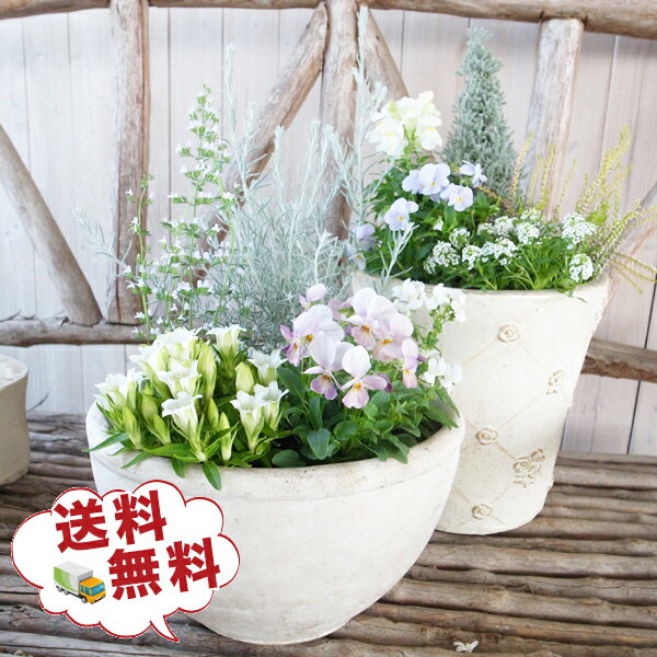 ホワイトパステル系 寄せ植えセット リーフ入り季節の花苗5株セット 送料無料 秋冬 エレモフィラニベ ...