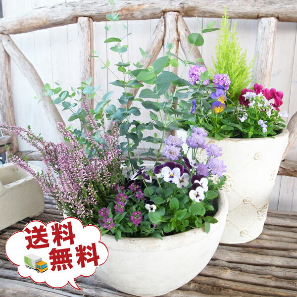ブルー系 寄せ植えセット リーフ入り季節の花苗5株セット 送料無料 秋冬 ゴールドクレスト ストック カルーナガーデンガールズ 宿根ネメシア ビオラのサムネイル