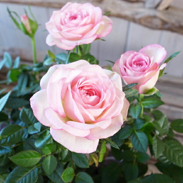 ミニバラ 鉢植え カルーセル コルダーナ 3.5号鉢 淡いピンク色のグラデーション 薔薇 ばら