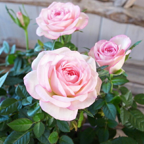 ミニバラ 鉢植え カルーセル コルダーナ 3.5号鉢 淡いピンク色のグラデーション 薔薇 ばらのサムネイル