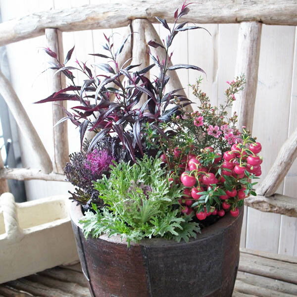 アンティーク ブルネッティお正月 寄せ植え5株セット 送料無料 ストロビランテス ブルネッティ ギョリュウバイ桃大輪 ハッピーベリー ハボタン 葉牡丹 アンサンブルのサムネイル