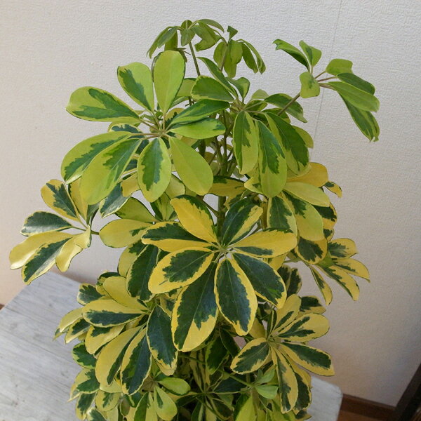 シェフレア A ハッピーイエロー 斑入り 6号サイズ 鉢植え 送料無料 観葉植物 高さ70cmセンチ程のサムネイル