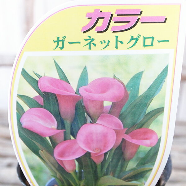 カラー 花 ガーネットグロー 3.5号苗 ピンク 桃色 球根