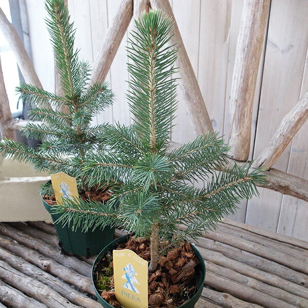 コニファー ピセア P スーパーブルーシードリンク 5号サイズ 鉢植え　 観葉植物 コニファー類の中でも希少品種 珍しい クリスマスツリー