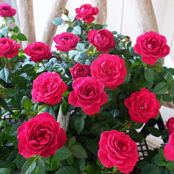 ミニバラ ボルドーコルダーナ 3.5号サイズ 鉢植え 鉢花 薔薇の高さ30センチ程 深い花色 販売 通販 種類