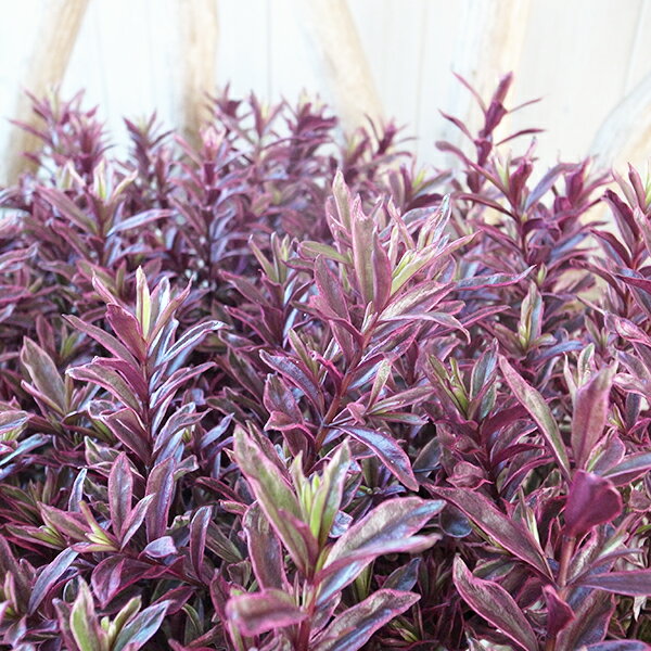 ヘーベ アイスイザベラ 苗 秋になり温度が下がるとともに葉色が緑からピンク、赤、紫と変化していきます 観葉植物のサムネイル