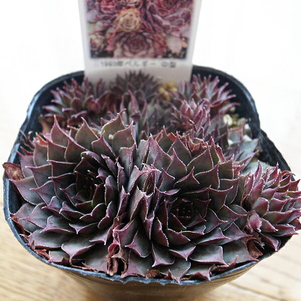 センペルビウム ジェラミア 3号サイズ 苗 多肉植物 タニクショクブツのサムネイル