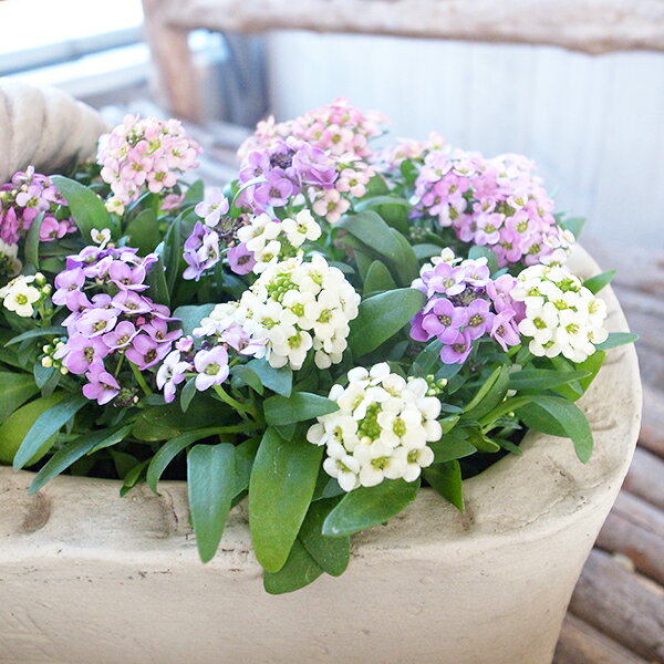 パステルミックスMIX アリッサム 3株セット ニワナズナ カーペット状に広がり密集して咲く小花が可愛ら..