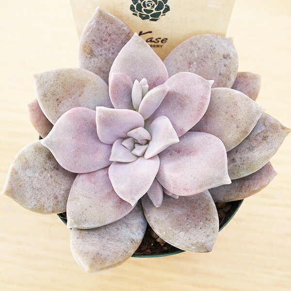 多肉植物 グラプトペタラム ペンタンドラム 2.5号サイズ 鉢植え タニクショクブツのサムネイル