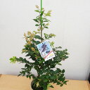 ジャボチカバ 6号サイズ 鉢植え 巨峰のような実を付けてくれる面白い植物