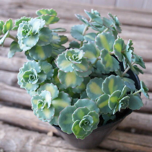 ミセバヤ フイリ 3号サイズ 苗 多肉植物 タニクショクブツのサムネイル