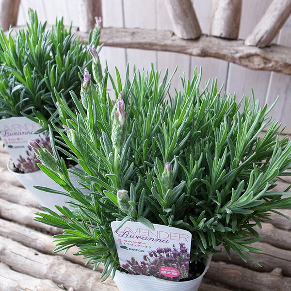 ラベンダー ラヴェアンナ グランドパープル 3.5号サイズ 苗 多年草 ハーブのサムネイル