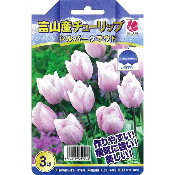 チューリップ 球根 富山の清流チューリップB シルバークラウド 3球セットのサムネイル